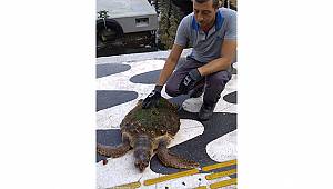 ​İzmir Körfezi'nde kıyıya vuran caretta caretta kurtarıldı 