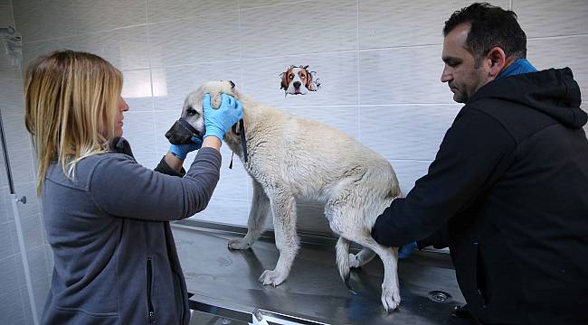 Karşıyaka ve Çiğli'den ortak kısırlaştırma hamlesi 