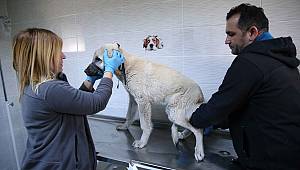 Karşıyaka ve Çiğli'den ortak kısırlaştırma hamlesi 