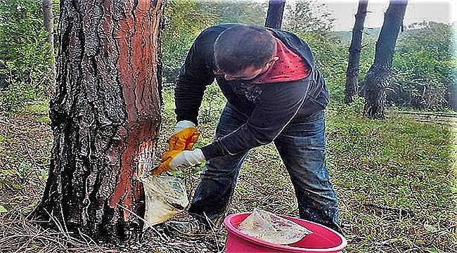 Reçinede Dışa Bağımlılığı Azaltacak Eylem Planı 