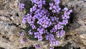 Bakır Kazteresi'nin yeniden bulunuş hikayesi