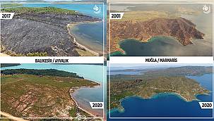 Yanan ormanlar küllerinden yeşeriyor 