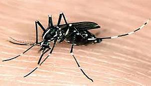 Boğaziçi'nde Asya Kaplan Sineği'ne karşı yerli çözüm için çalışmalar başladı 