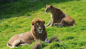 Doğal Yaşam Parkı 15 gün kapalı kalacak 