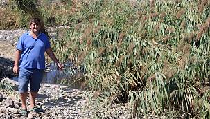Eski Gediz'de binlerce balık oksijensizlikten telef oldu