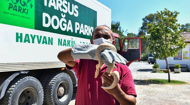 İzmir Büyükşehir Belediyesi Tarsus'a 57 yaban hayvanı gönderdi