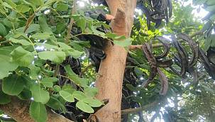 Keçiboynuzu'ndan 30 milyon TL'lik ekonomik katkı 