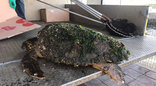 Yaralı halde bulunan caretta caretta tedavi altına alındı 