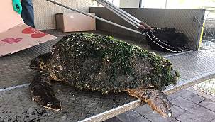 Yaralı halde bulunan caretta caretta tedavi altına alındı 