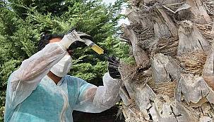 Aliağa'da Kırmızı Palmiye Böceğine Geçit Yok 