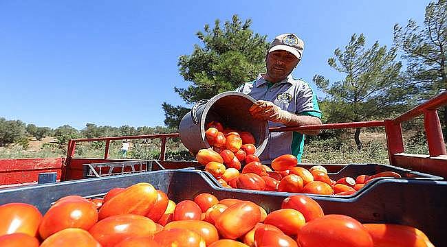 Buca'nın ürünleri 1.458 mutfağa bereket oldu 