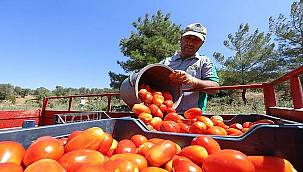 Buca'nın ürünleri 1.458 mutfağa bereket oldu 