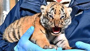 Doğal Yaşam Parkı'nda üç yavru kaplan daha doğdu 