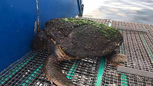 Dört ayda dördüncü Caretta caretta 