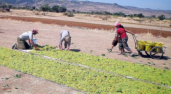 Türkiye, kuru üzüm üretiminde açık ara dünya lideri 