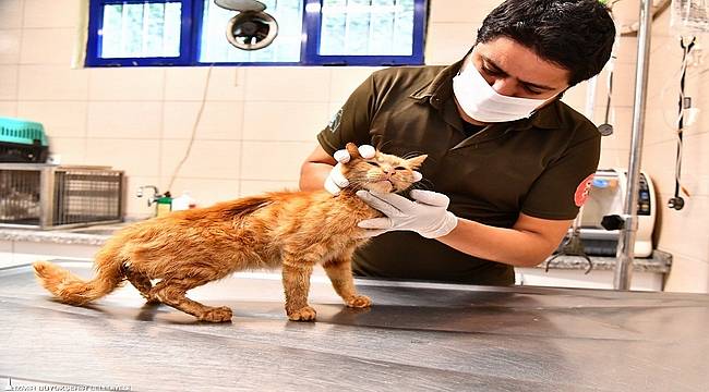 Enkazdan çıkarılan kediler tedavi altına alındı 