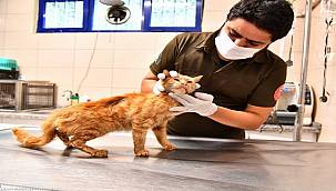 Enkazdan çıkarılan kediler tedavi altına alındı 