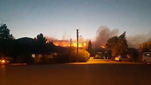 Foça'da 3 hektar alan yandı