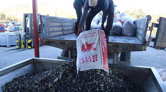 Foça'da zeytin hasadı ile sıkımı başladı   