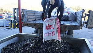 Foça'da zeytin hasadı ile sıkımı başladı   