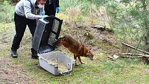 Tedavisi yapılan çakal doğaya bırakıldı 