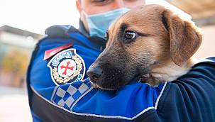 Aracın çarptığı yavru köpeği zabıta sahiplendi