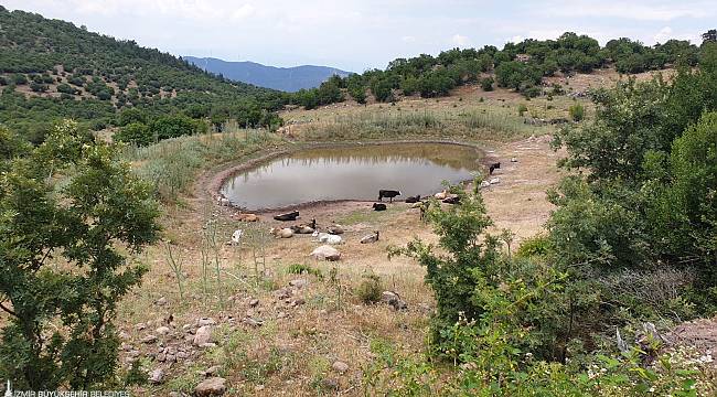 Büyükşehir'den 10 yeni hayvan içme suyu göleti 