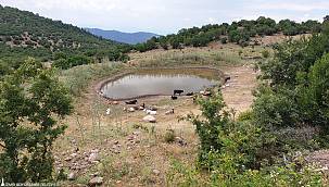 Büyükşehir'den 10 yeni hayvan içme suyu göleti 