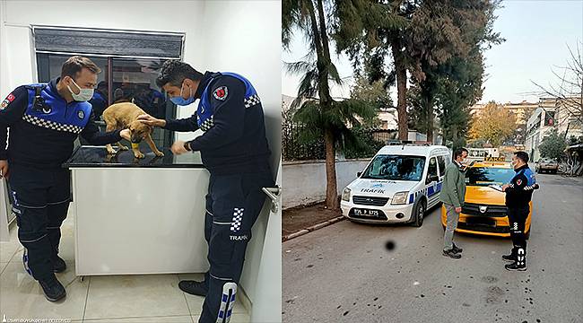 Büyükşehir zabıtasından yavru köpeğe çarpan şoföre ceza 