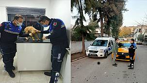 Büyükşehir zabıtasından yavru köpeğe çarpan şoföre ceza 