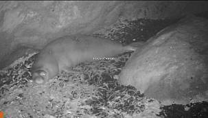 Foklar, foklar ülkesi Foça'yı terk etmiyor: SAYILARI ARTTI SIK GÖRÜLMEYE BAŞLANDI