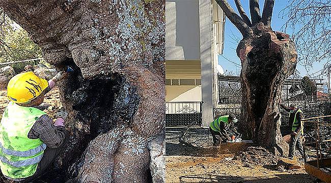 İzmir Büyükşehir Belediyesi'nden anıt ağaçlara gençlik aşısı 