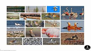 Mavişehir'e Flamingo Doğa Parkı geliyor 