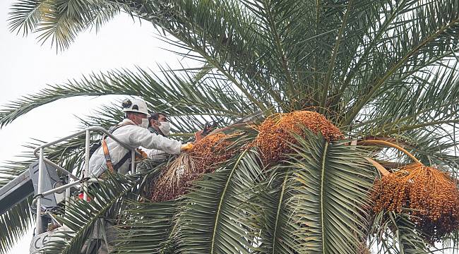 Palmiye ağaçlarına koruma kalkanı 