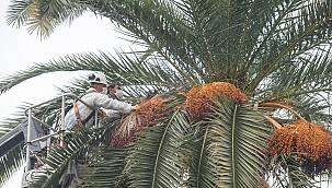 Palmiye ağaçlarına koruma kalkanı 