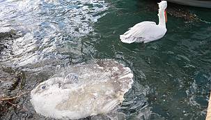 Ay balığı ölüsü Foça sahiline vurdu 