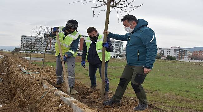 Güzelhisar Caddesi'nde 400 Ağaç Toprakla Buluştu 