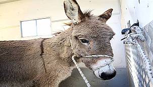  Karşıyaka'da başıboş eşek koruma altına alındı  