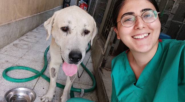 Yaşamından umut kesilen köpeği Büyükşehir veterinerleri hayata döndürdü