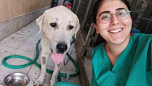 Yaşamından umut kesilen köpeği Büyükşehir veterinerleri hayata döndürdü