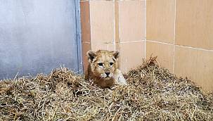 Yavru aslan kafesten Doğal Yaşam Parkı'na 