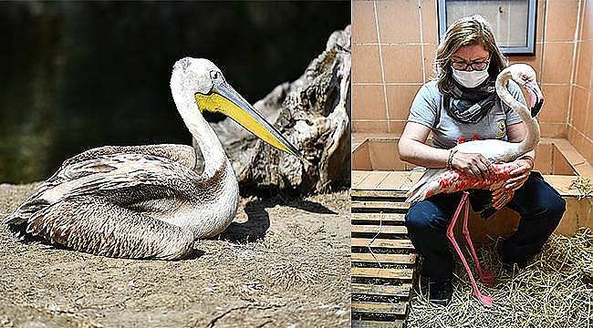 Yaralı flamingo ve iki pelikan tedavi altında 