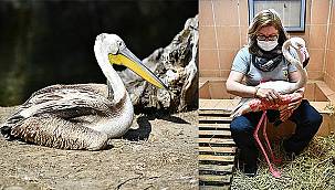 Yaralı flamingo ve iki pelikan tedavi altında