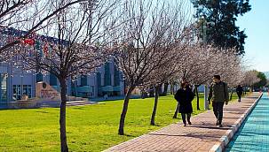 EÜ kampüsünde açan "Süs Eriği" ağaçları kartpostallık görüntüler oluşturdu