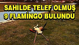 Flamingoların ölüm nedeni araştırılıyor