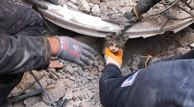 İzmir itfaiyesi 5 bin hayvan kurtardı 