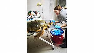 Güzelbahçe'de bulunan deniz kaplumbağasının tedavisi Sasalı'da sürüyor 