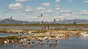 İzmir'in Gediz Deltası'nda Kuş Göçü İzleme Programı başladı 