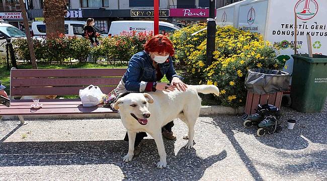 Karşıyaka Belediyesi'nden bir ilk: Sokak köpekleri rehabilite edilecek 