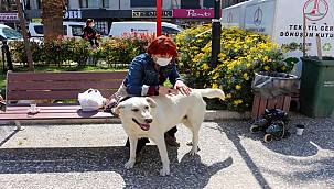 Karşıyaka Belediyesi'nden bir ilk: Sokak köpekleri rehabilite edilecek